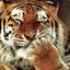 Tigra