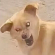 猛踹瘸子内条好腿