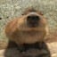 Combat Capybara