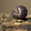 roly poly