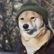 怕冷的拉布拉多