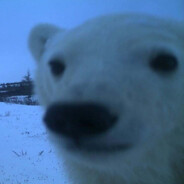 мелый бедведь