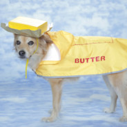 Butter On The Dog