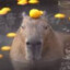 capybara