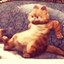 猫猫躺