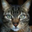 Shadow_Cat