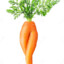 Carrot