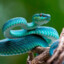 Snake’ #8