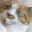 Soggy_Cat_Fur