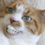 Soggy_Cat_Fur
