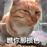 听泉猫🐱