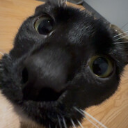 Rufus