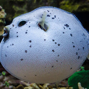 Jah Pufferfish avatar