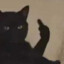 2338猫猫