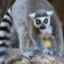 LemUr