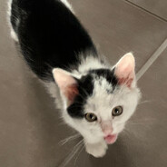 sephirr