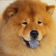 Chowchow