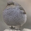 昼月