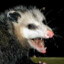 ScreamingPossum