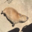 capybara