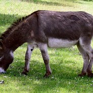 DoNkEy