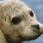 тюлень