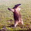 EVIL ANTEATER