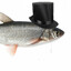 a fish wearing top hat