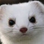Asian Stoat