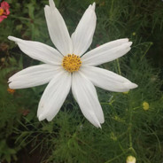 卡五星暗四归清一色杠上开花