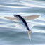 Flyvende Fisk