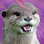 Confused Otter