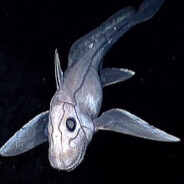 ghost shark