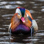 duckmantothemoo @bandit