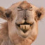 camelaao