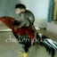 chicken jockey