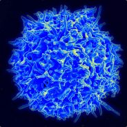 Cell