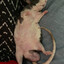 Nicu pulisor