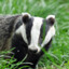 Badger