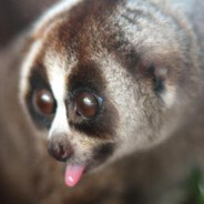 Porous Loris