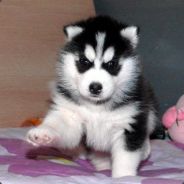 我想打死在座的给各位