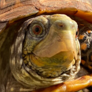 Turtleman1000 avatar