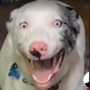 Obicham Toni Storeiro