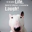 The Bullterrier