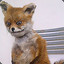 062004 DrYgFoX