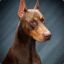 Doberman