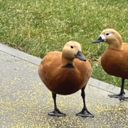 DIrol ｡◕‿◕｡