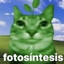 Plant Cat AF man... crazy...