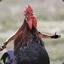 GodOfChiken