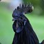 Black Chicken